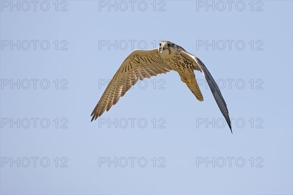 Saker falcon