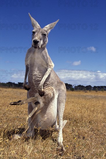 Red Kangaroo