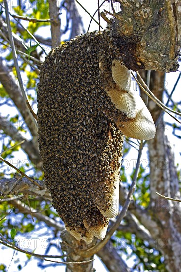 Wild bee swarm