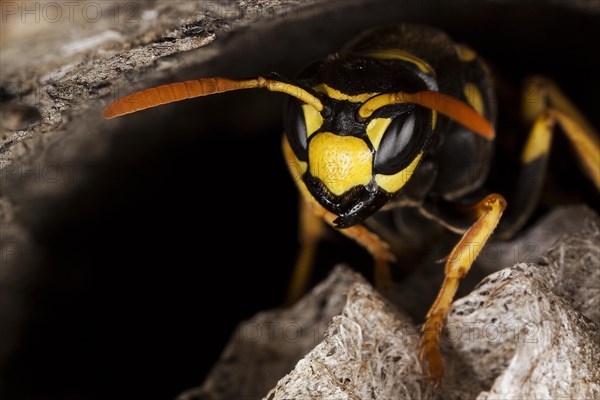 Common Wasp