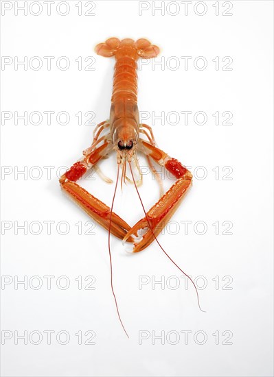 Dublin Bay Prawn