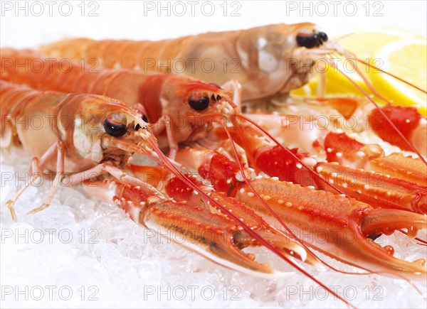 DUBLIN BAY PRAWN OR NORWAY HOBSTER OR SCAMPI ephrops norvegicus ON ICE