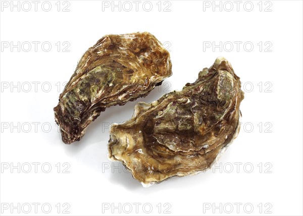 FRENCH EASTER MARENNES D'OLERON ostrea edulis BEFORE WHITE BACKGROUND