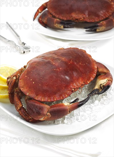 Edible crab