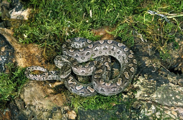 Argentine Rainbow Boa