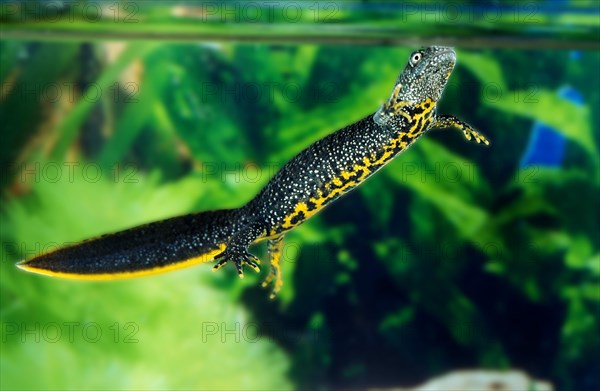 ALPINE Alpine newt