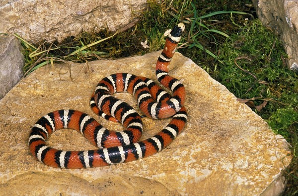 SONORAN Arizona mountain kingsnake