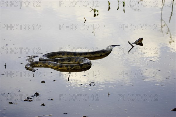 Green common anaconda