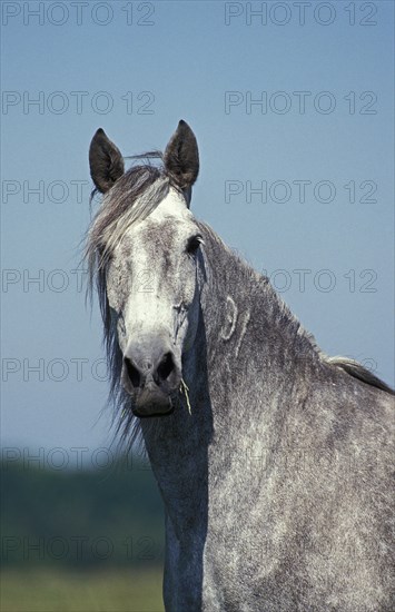 LUSITANO HORSE