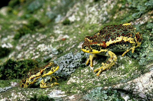 Crossbill bufo rubropunctatus