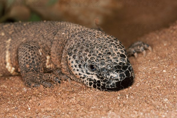 BEADED LIZARD