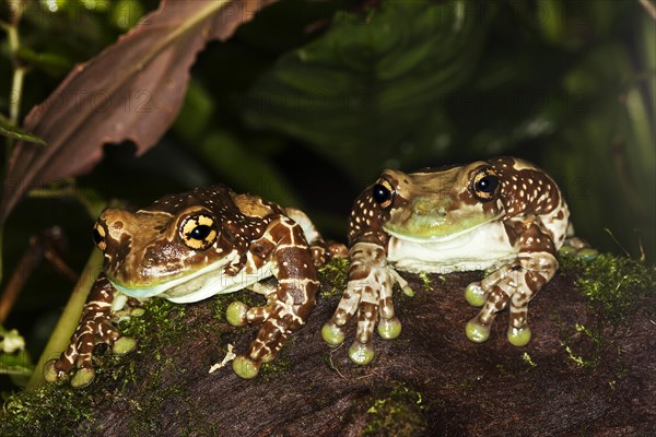 Amazon Milk Frog