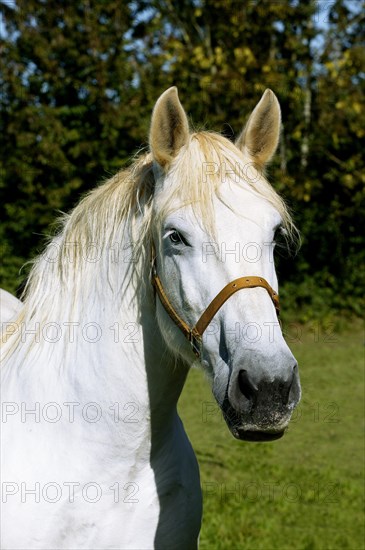 PERCHERON HORSE