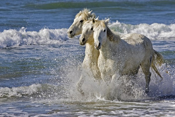 Camargue horse