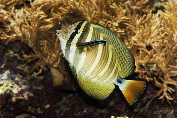 Eastern sailfin surgeonfish