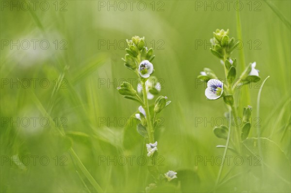 Rock speedwell