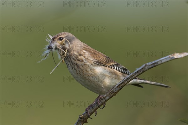 Linnet