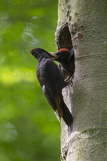 Black Woodpecker