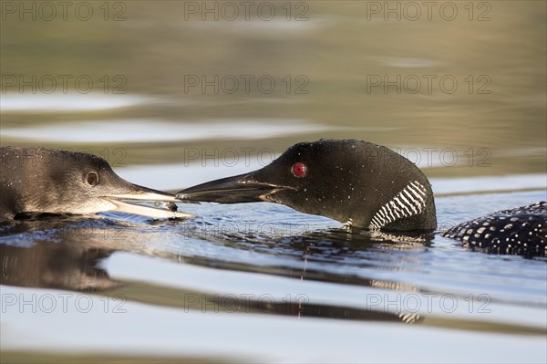 Great Northern Loon