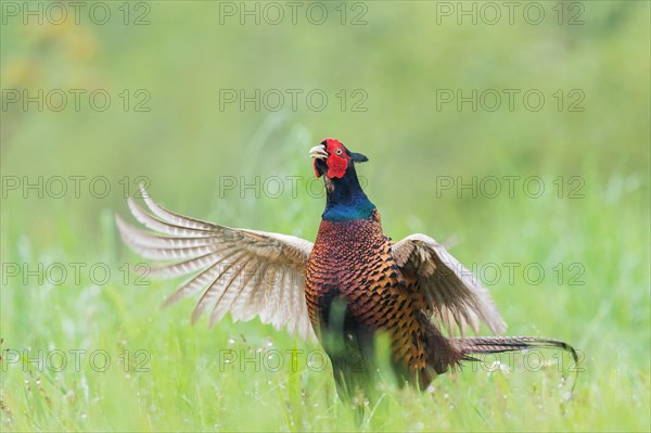 Common Pheasant