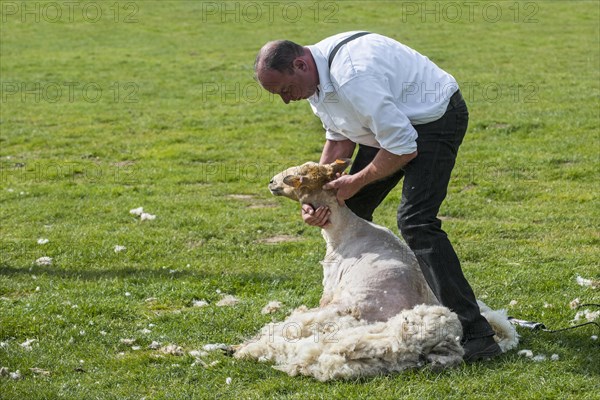 Shearing machine for shearing the wool fleece of a white sheep with motor-driven toothed knife cutter