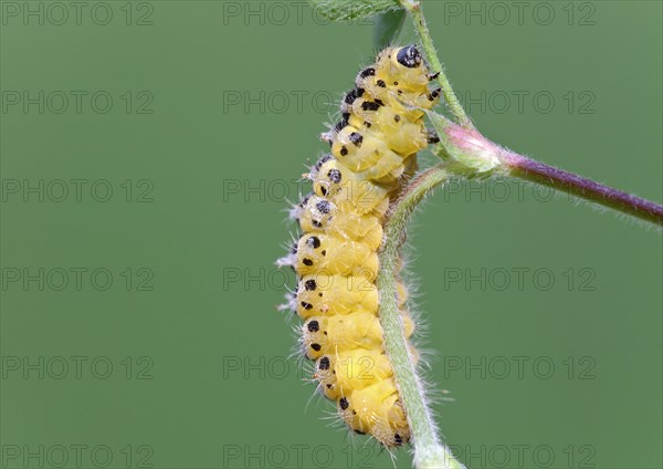 Six-spotted woad