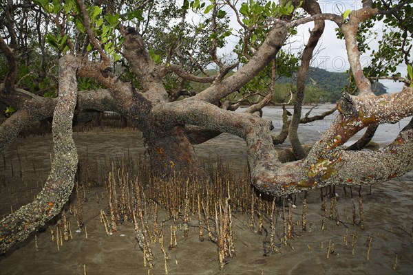 Mangrove forest