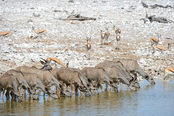 Greater kudu