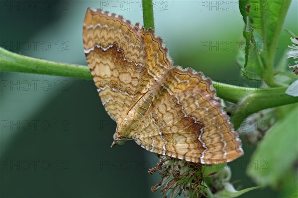 Ochre yellow leaf moth
