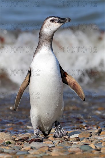 Magellanic Penguin