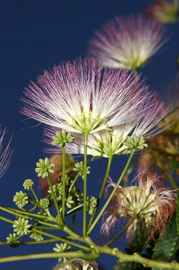 Persian silk tree