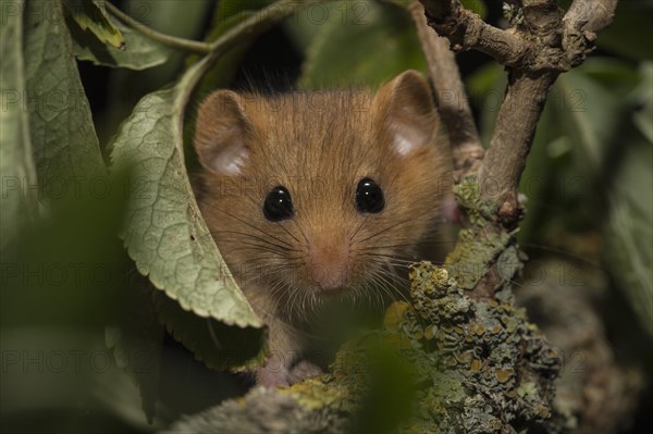 Hazel dormouse