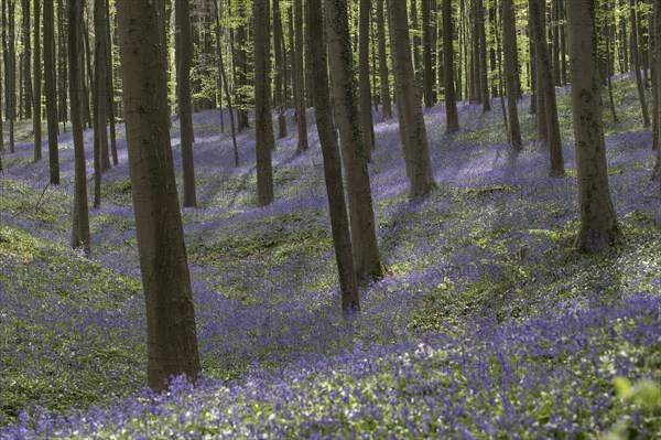 Bluebells