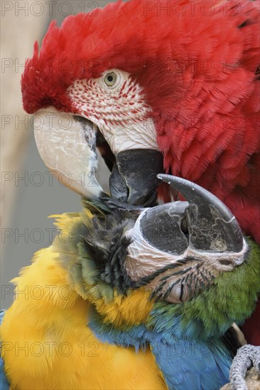 Red-and-green macaw