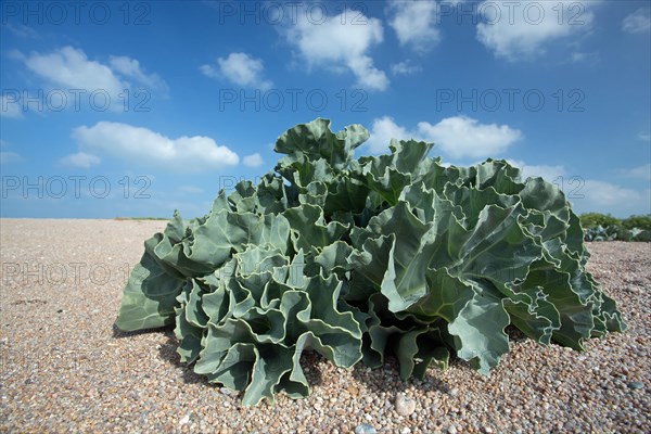 Beach Sea Cabbage