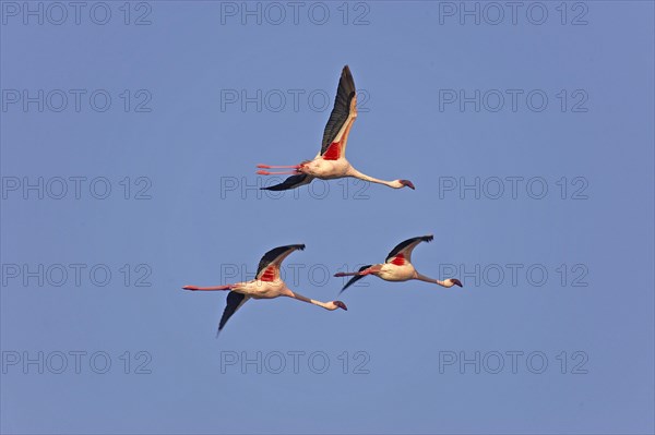 LESSER FLAMINGO