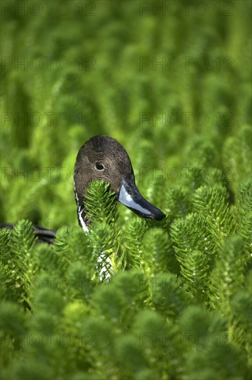 Northern Pintail