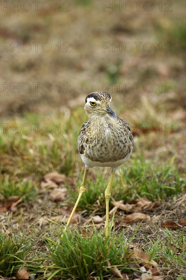 Double-striped Dickleg