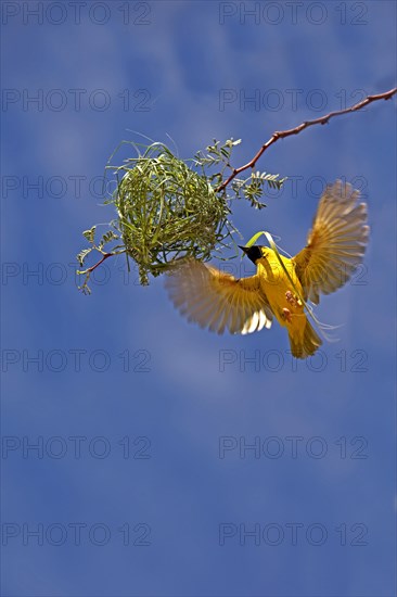 Southern Masked Weaver