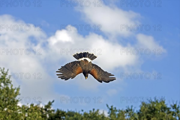 Harris's hawk