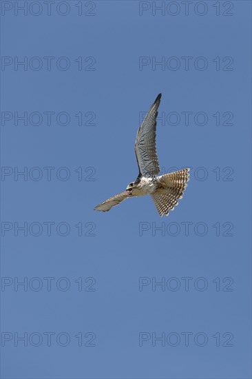 Saker falcon