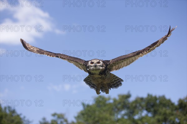 Cape Eagle Owl