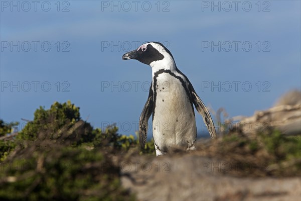 African penguin