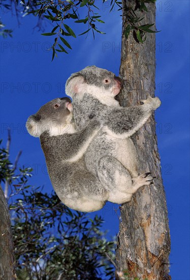 KOALA