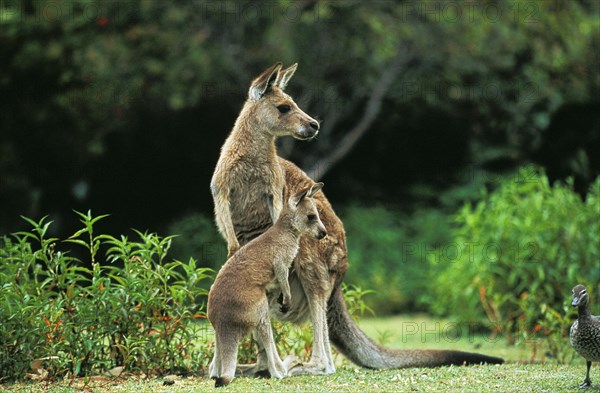 Eastern grey kangaroo