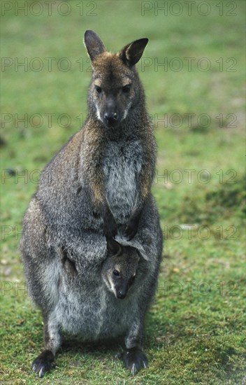 Bennett's Red necked wallaby