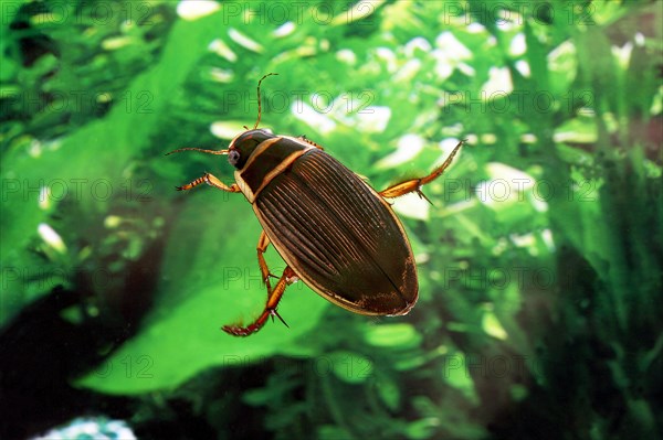 Great Diving Beetle