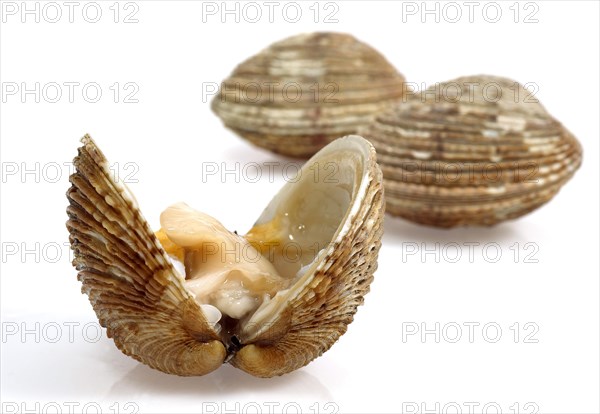 Shells