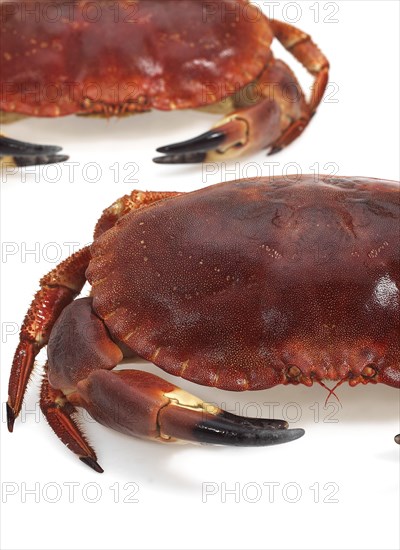 Fresh edible crab