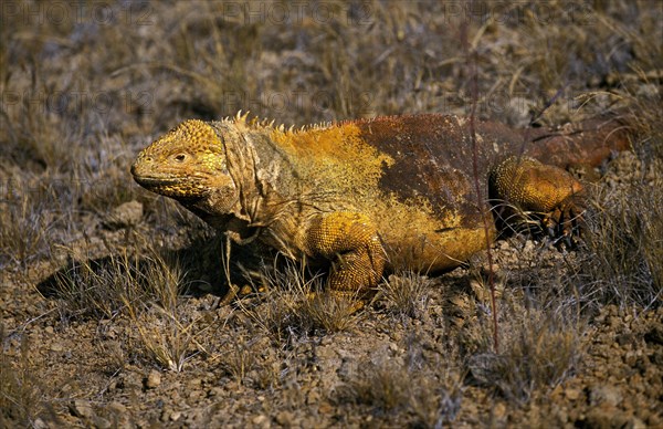 Galapagos Land Iguana